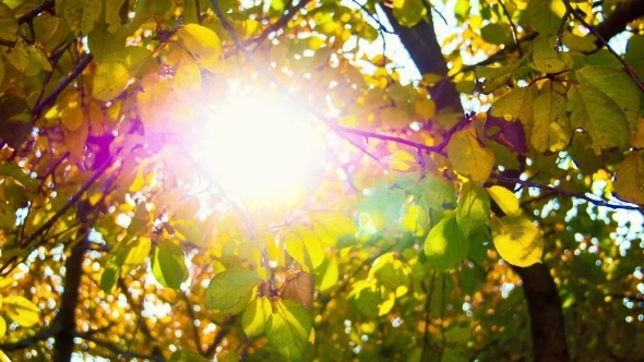 The Sun Through Yellow Leaves