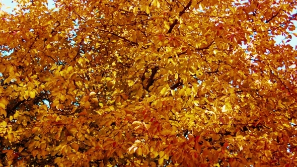 Autumn. Yellow Leaves On a Tree