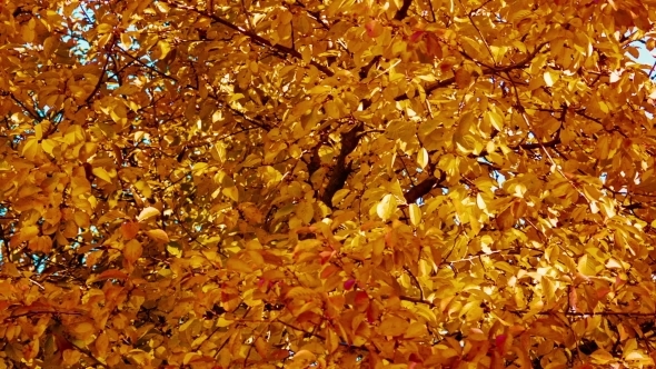 Yellow Leaves On a Tree