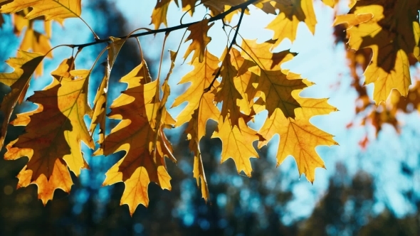 Autumn Oak Leaves Swaying In The Wind