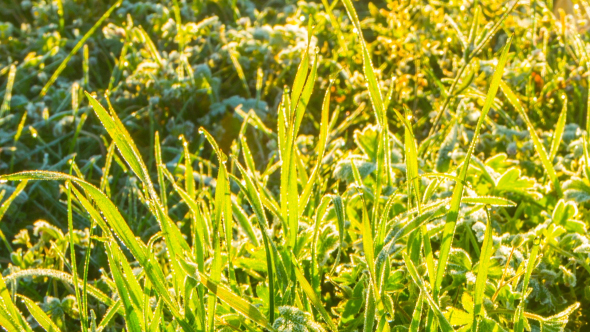 Melts The Frozen Grass alt