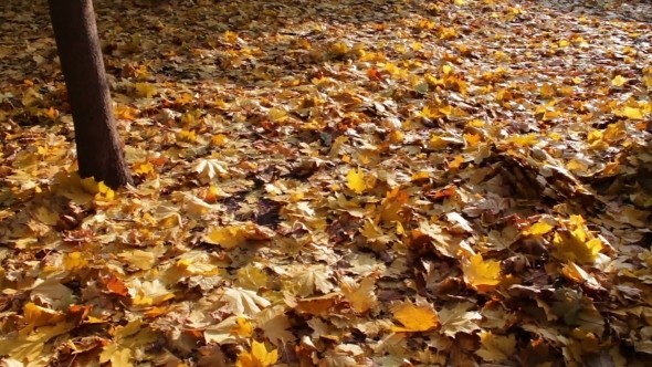 Yellow Fallen Leaves In Autumn Forest.
