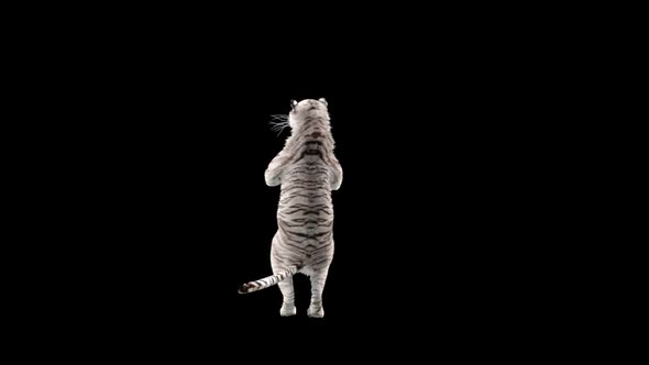 White Tiger Dancing HD