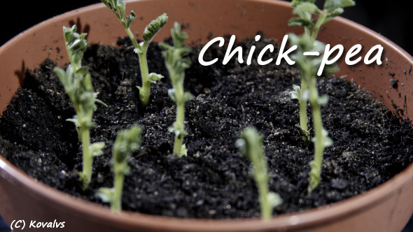 Chick-pea Growing