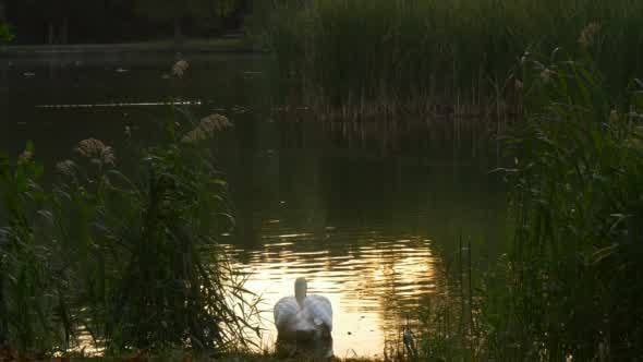 White Swan And Two Wild Grey Ducks Float