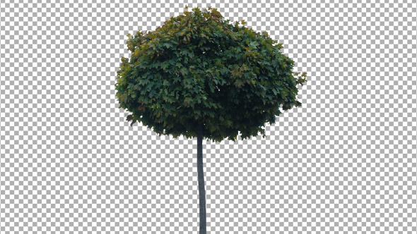 Real Tree Isolated on the Wind 47 (Autumn)