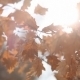 Oak Leaves And Yellow Rays Of The Winter Sun - VideoHive Item for Sale
