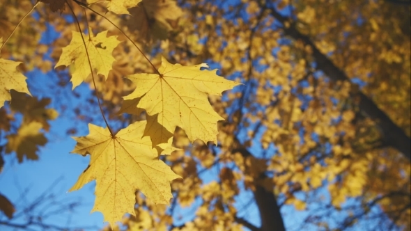 Yellow Maple Leaf On Natural Blurred Light Autumn