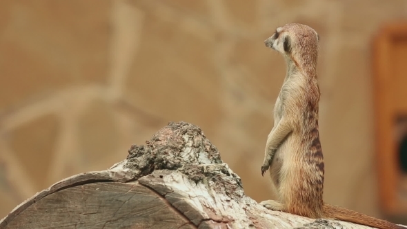 Meerkat Looking Out For Danger