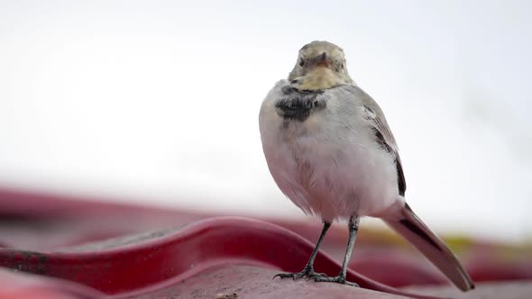 White Wagtail -Motacilla Alba- on a Roof