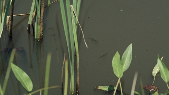 School Of Fish In Green Pond Water With Reed And