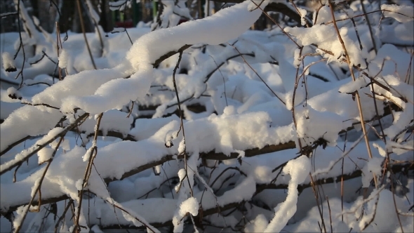 Winter Forest In Snow