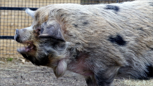 White with Black Spots Wild Boar Eating Some Grass