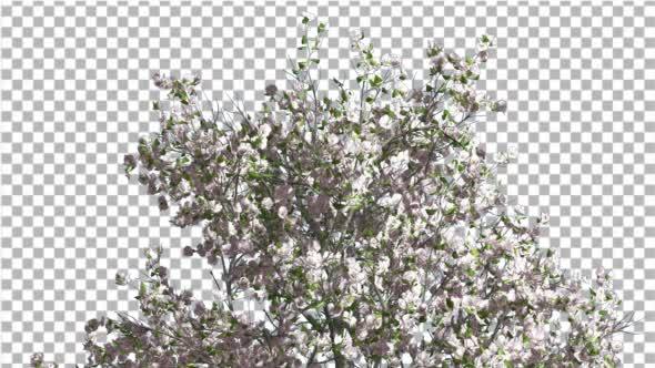 Top of Apple Tree Pink Flowers Cut of Chroma Key alt
