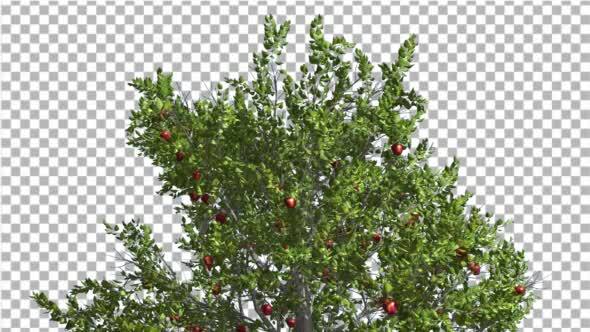 Apple Tree Red Apples Cut of Chroma Key Tree on