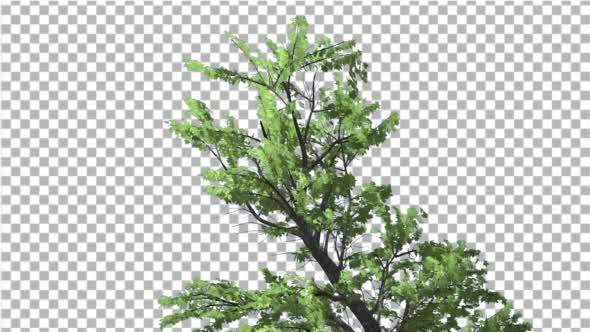 Top of Plitvice Maple Tree Cut of Chroma Key Tree alt