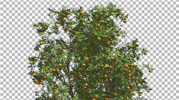 Orange Tree Fruits Cut of Chroma Key Tree on Alfa