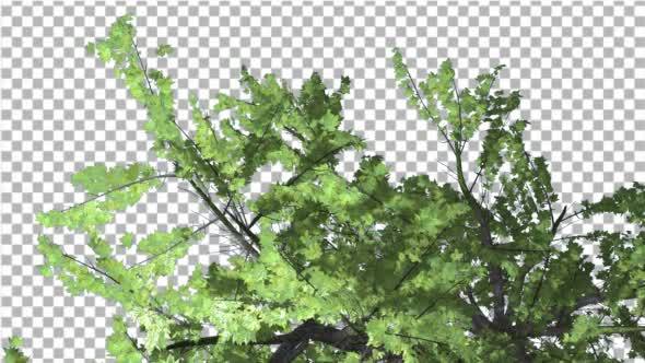 Top of Plitvice Maple Tree Cut of Chroma Key Tree alt