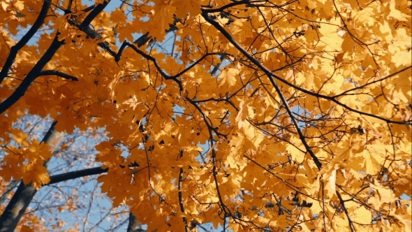 Autumn Leaves With The Blue Sky Background