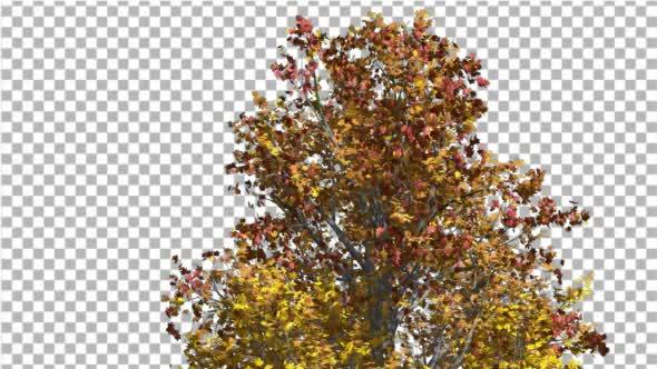 Mountain Maple Tree Crown Cut of Chroma Key Tree alt