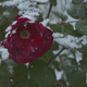 Snow Falling On Red Rose - VideoHive Item for Sale