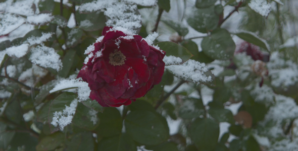 Snow Falling On Red Rose
