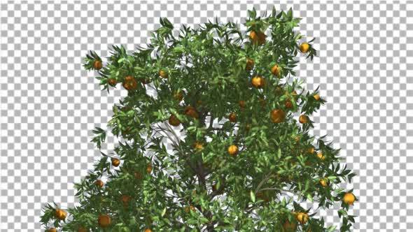 Orange Tree Fruits Cut of Chroma Key Tree on Alfa alt