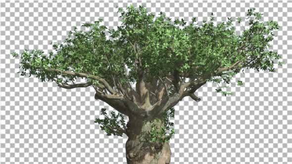 Madagascan Baobab Tree Cut of Chroma Key Tree on