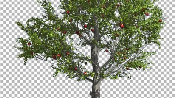 Apple Thin Tree With Red Fruits Cut of Chroma Key