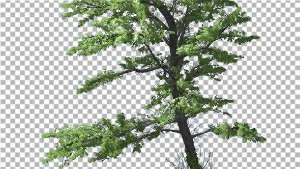 Plitvice Maple Tree Cut of Chroma Key Tree on