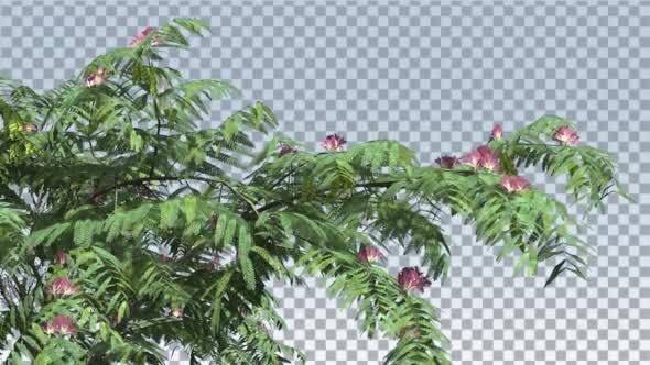 Mimosa Pink Flowers Thin Tree Cut of Chroma Key alt