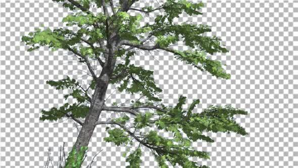 Plitvice Maple Tree Cut of Chroma Key Tree on alt