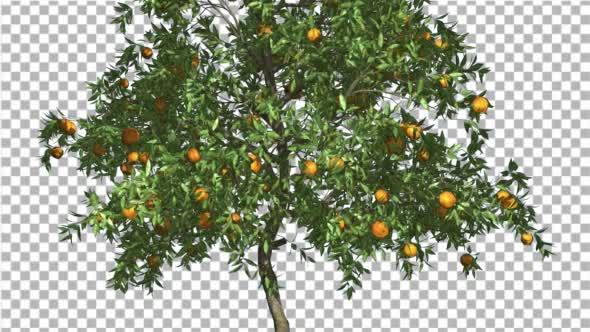 Orange Thin Tree With Fruits Cut of Chroma Key alt
