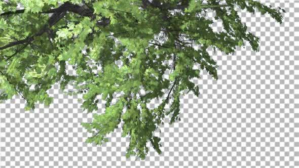 Plitvice Maple Tree Cut of Chroma Key Tree on