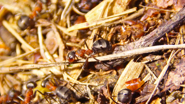 Ants Building Anthill Together