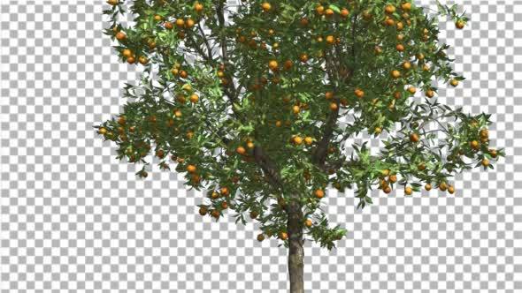 Orange Thin Tree With Fruits Cut of Chroma Key alt