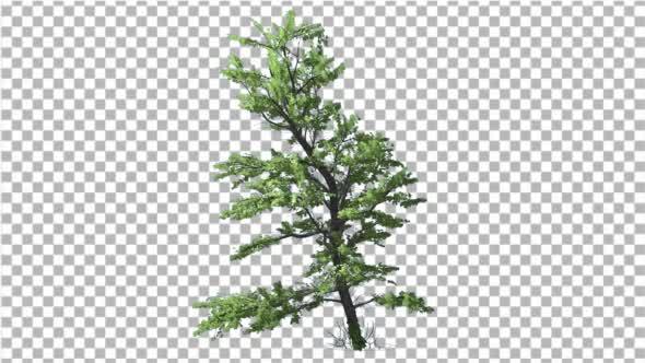 Plitvice Maple Tree Cut of Chroma Key Tree on alt