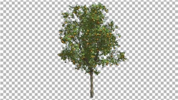 Orange Tree Fruits Small Thin Tree Cut of Chroma alt