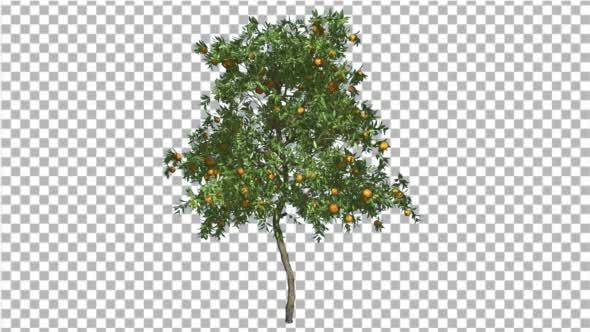 Orange Tree Fruits Small Thin Tree Cut of Chroma