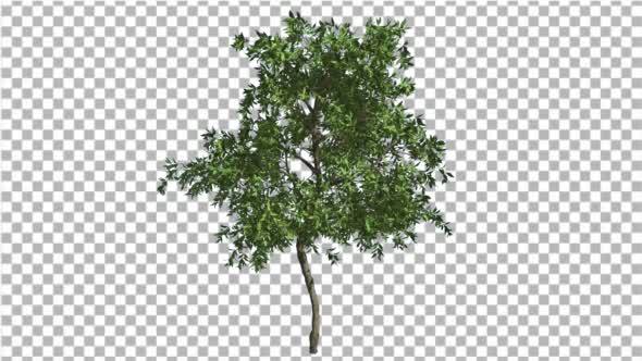 Orange Tree Small Thin Tree Swaying at the Wind alt