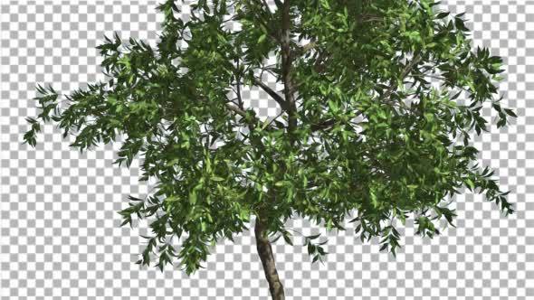 Orange Thin Tree is Swaying at the Wind Green alt