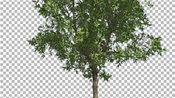 Orange Thin Tree is Swaying at the Wind Green alt