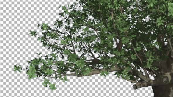 Madagascan Baobab Thik Tree is Swaying Wind Green alt