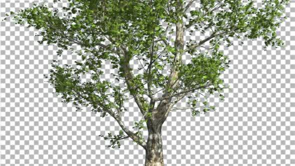 London Plane Tree is Swaying at the Wind Green alt