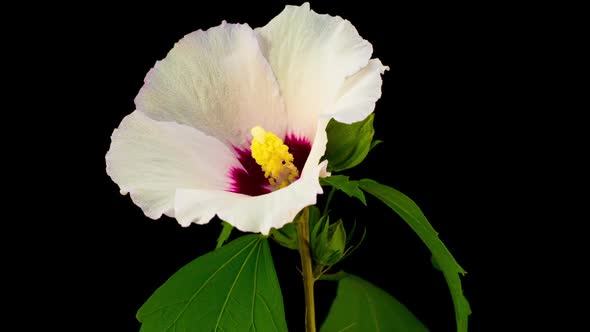 White Hibiscus Flower Blooming