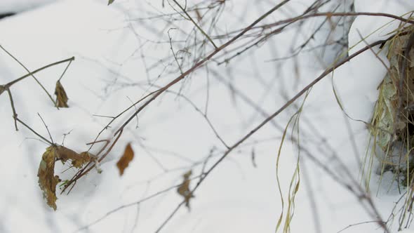 Dry Grass in A Snowy Meadow