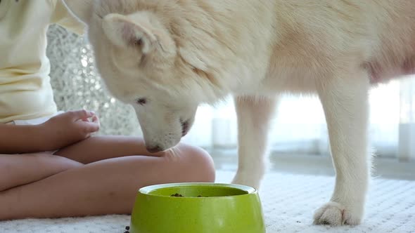 Cute Asian Girl Feeding White Siberian Husky Dog