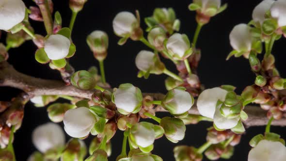 White Flowers Bloom on a Tree Branch