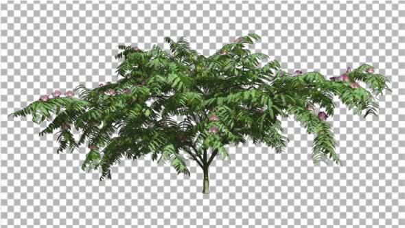 Mimosa Violet Flowers Spring Thin Tree Swaying alt