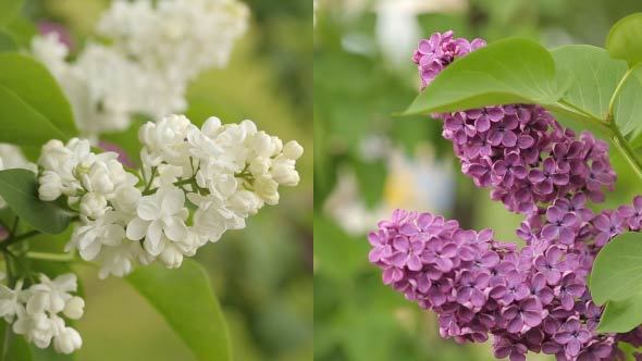 Fresh Branch Of White And Purple Lilac